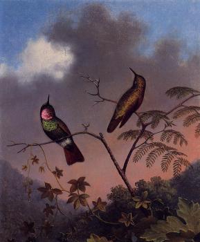 馬丁 約翰遜 赫德 Brazilian Ruby Hummingbirds